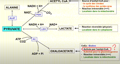 active par lacetyl.png