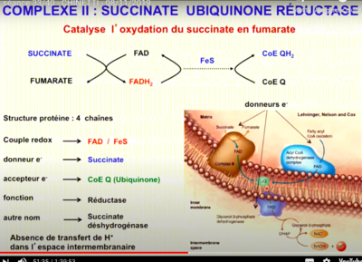 Capture d’écran 2020-11-02 à 11.24.38.png