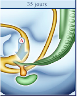 Capture d’écran 2020-11-06 à 19.59.10.png