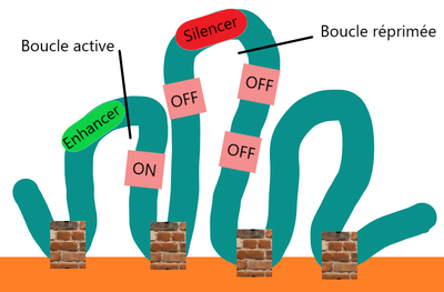 BOUCLES INSULATEURS.png (122.19 Kio) Vu 269 fois BOUCLES INSULATEURS.png