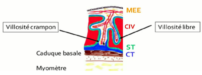 chambre intervilleuse.png