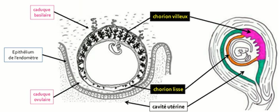 Chorion.png