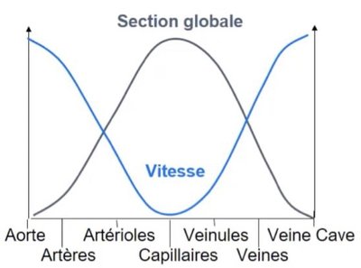 section vitesse.jpg