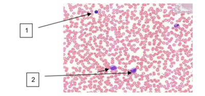 Capture d’écran 2020-11-18 à 07.47.21.png