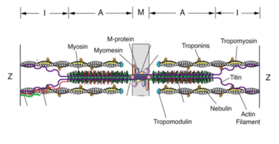 Sarcomère.png