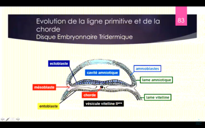 Capture d’écran 2020-11-22 à 08.45.05.png