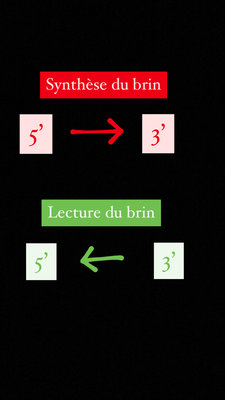 Lecture du brin.jpeg