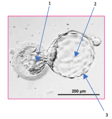 Capture d’écran 2020-11-28 à 09.33.28.png
