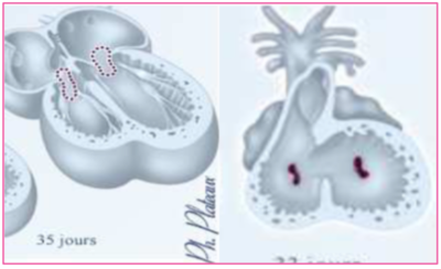 Capture d’écran 2020-12-02 à 08.37.59.png