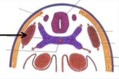 Capture d’écran 2020-12-03 à 15.11.00.png