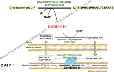Navette glycérophosphate.png