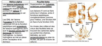 feuillet beta.png
