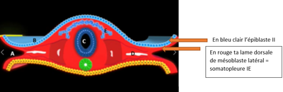 image embryo.png