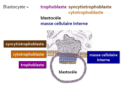 Trophoblaste.png