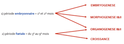 embryogenese.PNG