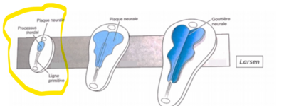 Croissance différentielle.png
