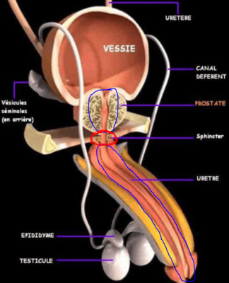 Urètre.PNG