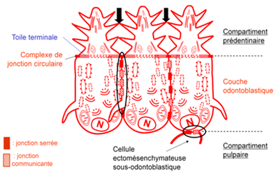 comp prédentinaire.png