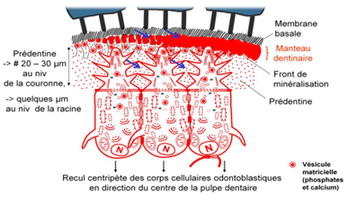 comp prédentinaire 2.png