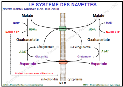 Navette guidicelli.PNG