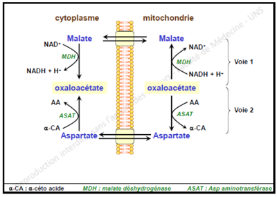 Navette obberghen.PNG