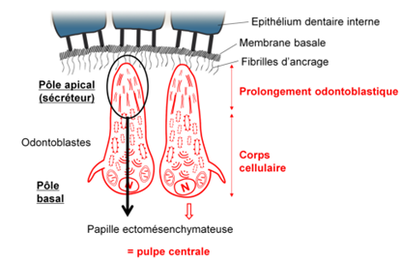 Fibrilles d'ancrages et prolongement.png