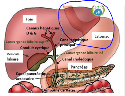 Foie estomac.PNG