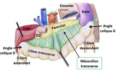Mésocôlon transverse.PNG