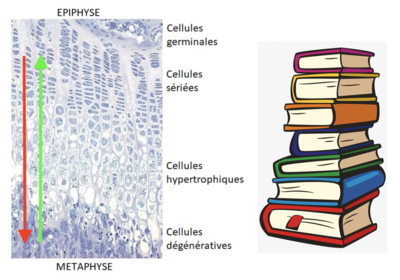 Capture d’écran 2021-01-20 à 10.19.05.png