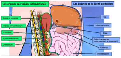 Rétropéritoine.PNG