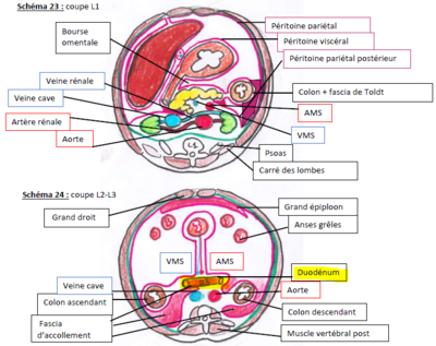 Coupes transversales.PNG