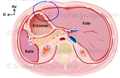 Coupe transversale.PNG