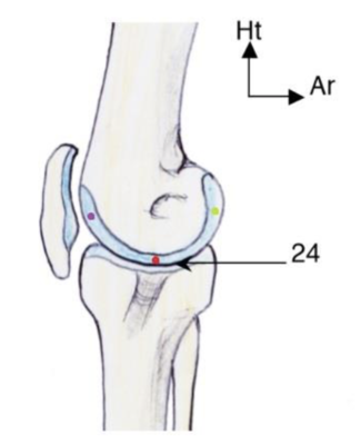 Vue médiale genou.png