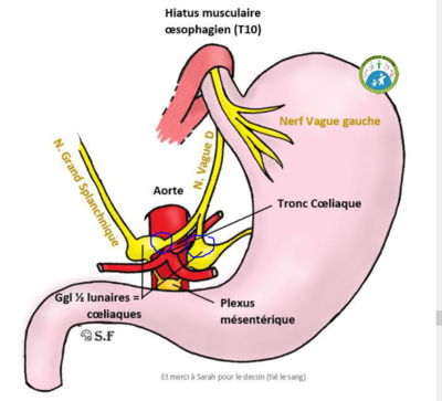 Innervation estomac.PNG