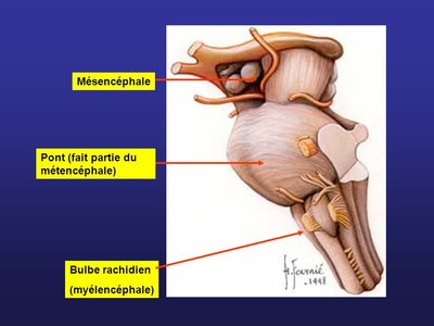 Mésencéphale+Pont+(fait+partie+du+métencéphale)+Bulbe+rachidien+(myélencéphale).jpg