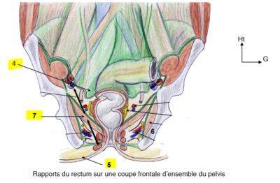 Pelvis.PNG (349.63 Kio) Vu 905 fois Pelvis.PNG