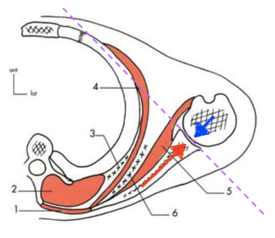 Articulation scapulo-thoracique copie.png