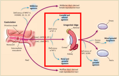 Fonctionnement gènes.png