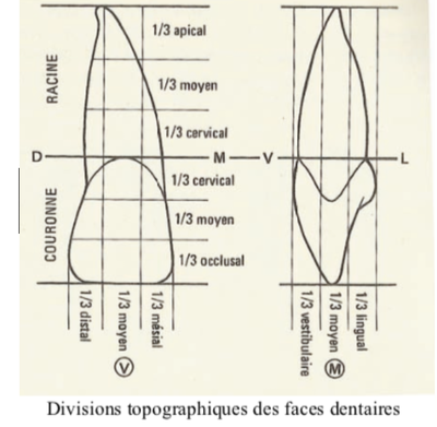 face occlusale cervicale apicale.png