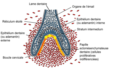 stade cloche odontoB.png