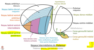 Thalamus noyau.PNG