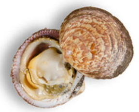 Screenshot 2021-02-07 at 13.32.59.png