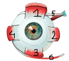 Muscles extrinsèques.PNG