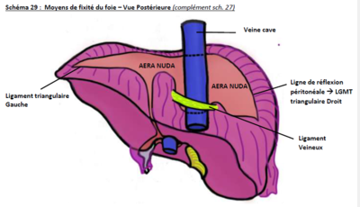 péritoine foie.PNG