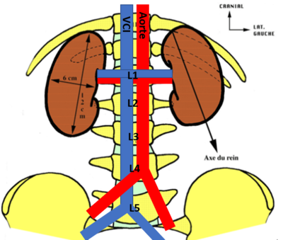 Reins projection.PNG