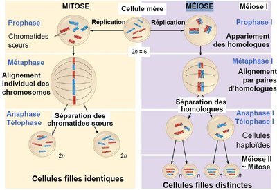 meiose mitose.jpg