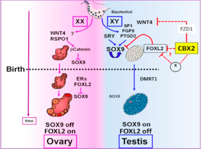 Schéma cascade moléculaire.png