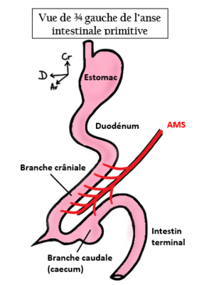 Vue 3.4 gauche anse prim avant migration.PNG