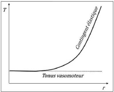 vaisseaux musculo-élastiques.jpg