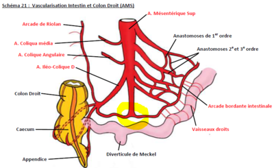 Vascu intestinale.PNG